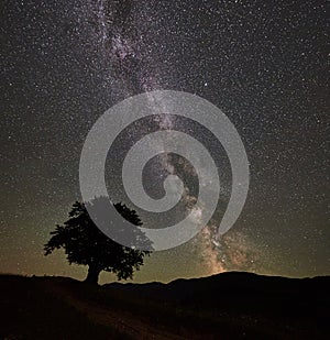 Lonely high tree under starry night sky and Milky way