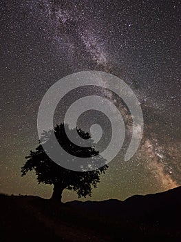 Lonely high tree under starry night sky and Milky way