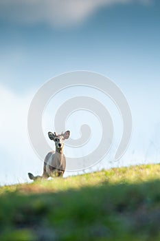 Lonely Hog Deer in the grassland on hill, looking at the camera. Clouds and light blue-sky backgrounds. Bright sunlight. Phukaew