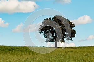 Lonely holm oak in the meadow