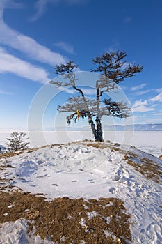 Lonely holy tree and rock Shamanka Olkhon island in lake Baikal