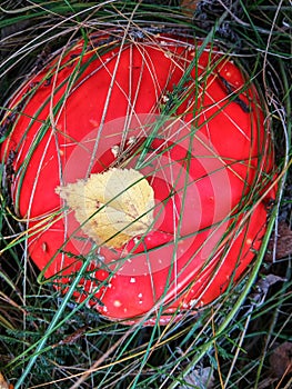 Lonely honey agaric mushroom growing on tree stump
