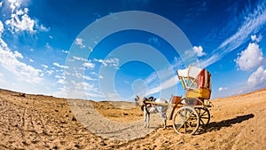 Lonely horse with carriage