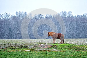 Lonely horse on the fields at the snowy day