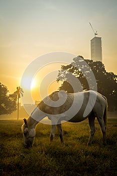 A lonely horse in the golden morning at Maidan, Kolkata