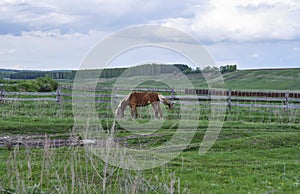 lonely horse grazes in the meadow