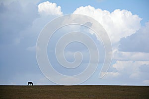 A lonely horse grazing in autumn field.