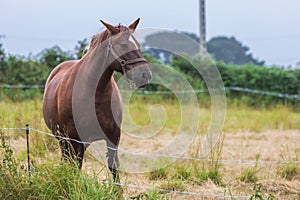 Lonely horse in a meadow