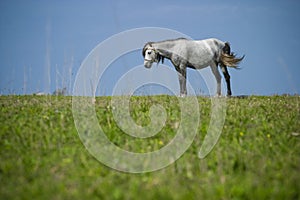Lonely horse on meadow