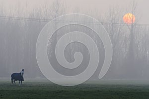 Horse at misty morning