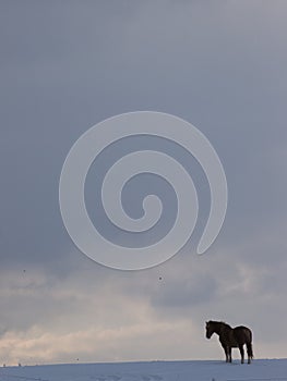 Lonely Horse In The Snow