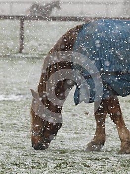 Lonely Horse In The Snow