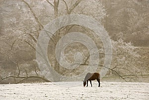 Lonely horse in the snow