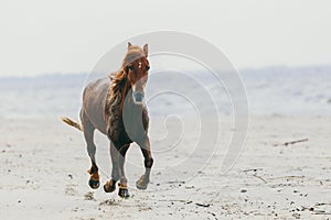 Lonely horse stepping on the sandy beach.