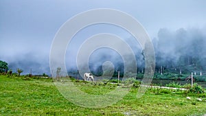 A lonely horse under cloudy sky and green valley in Mirik
