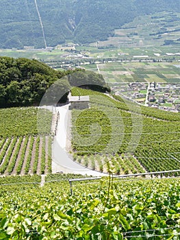 Lonely house in the vineyards of saillon