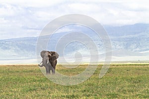 Lonely huge elephant inside the crater of Ngorongoro. Tanzania, Africa
