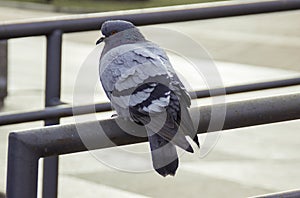 Lonely and a hungry pigeon photo