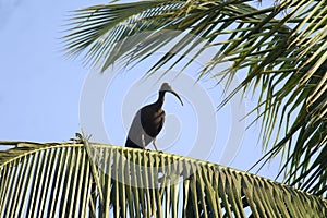 A lonely ibis on a coconut tree in a village. This big beaked bird is fully black and majestic looking