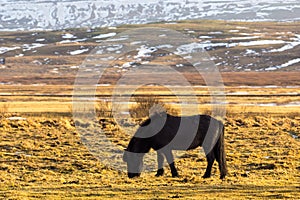 Lonely Icelandic horse