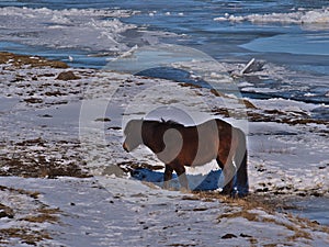 Lonely Icelandic horse with brown coat trotting on the shore of a frozen river near Varmaland, Iceland in winter with meadow.