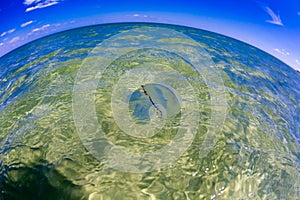 Lonely jellyfish in a huge sea of transparent water, landscape, macro photography fisheye with distortion