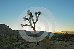 Lonely Joshua tree silhouette in a desert landscape at sunset.