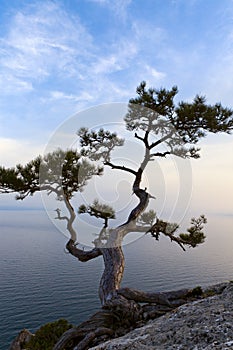 Lonely juniper tree at sunset