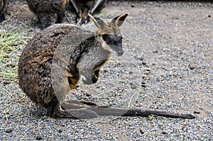 Lonely kangaroo in Featherdale Wildlife Park, Australia