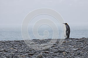Lonely king penguin