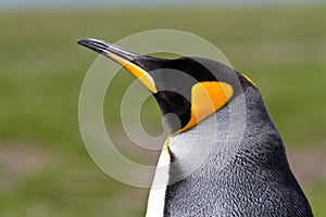 Lonely King Penguin