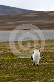 Lonely king penguin