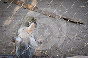 a lonely kra or Macaca fascicularis monkey in a metal cage