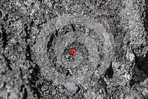 Lonely ladybird in the solified lava of a volcano in Lanzarote,  Spain