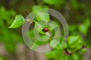 Lonely ladybug on a green leave