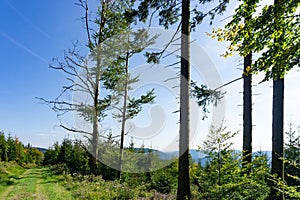Lonely lane in Blackforest