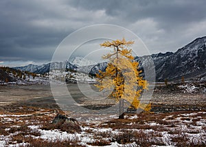 Lonely larch in autumn