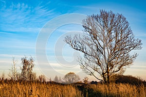 A lonely large branching tree without leaves against a blue sky with white clouds
