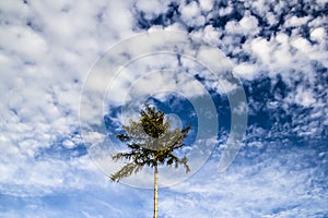 Lonely large tree on a cloudy sky