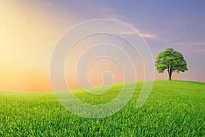 Lonely large tree on green meadow with sunrise sky