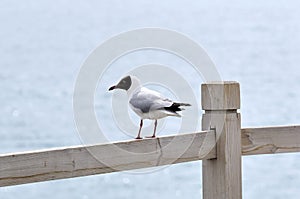 Lonely Larus brunnicephalus