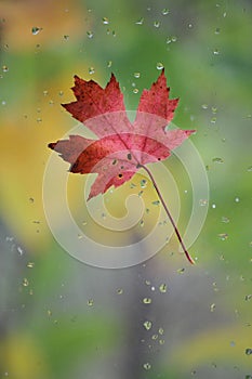 Lonely leaf 2