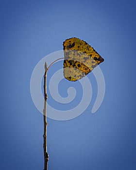 Lonely Leaf