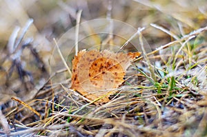 Lonely leaf.