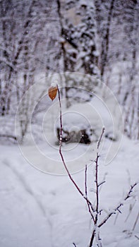 Lonely leaf