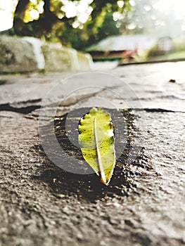 Lonely leaf down from tree