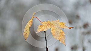 Lonely leaf of the field maple fluttered in the wind