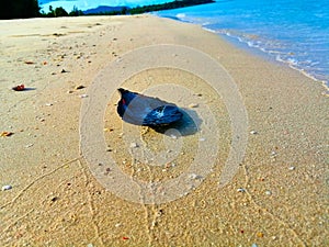 Lonely leaf-shaped seashell with fantastic purple and pink colors on sand beach with blue sea and trees background