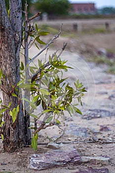 Lonely leaf with a lonely tree