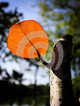 lonely leaf on a tree trunk